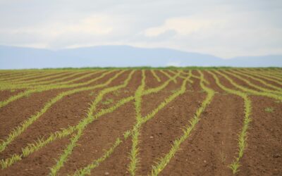 MEDIDAS URGENTES DE APOYO AL SECTOR AGRARIO POR CAUSA DE LA SEQUÍA